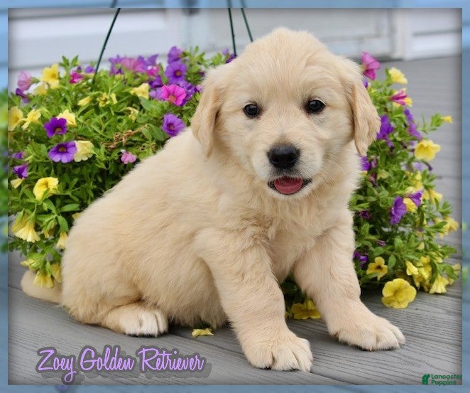 Golden Retriever dogs Zoey - Ad 1