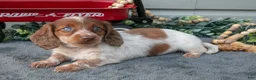 Miniature Dachshund dogs for sale: Madison - Ad 3