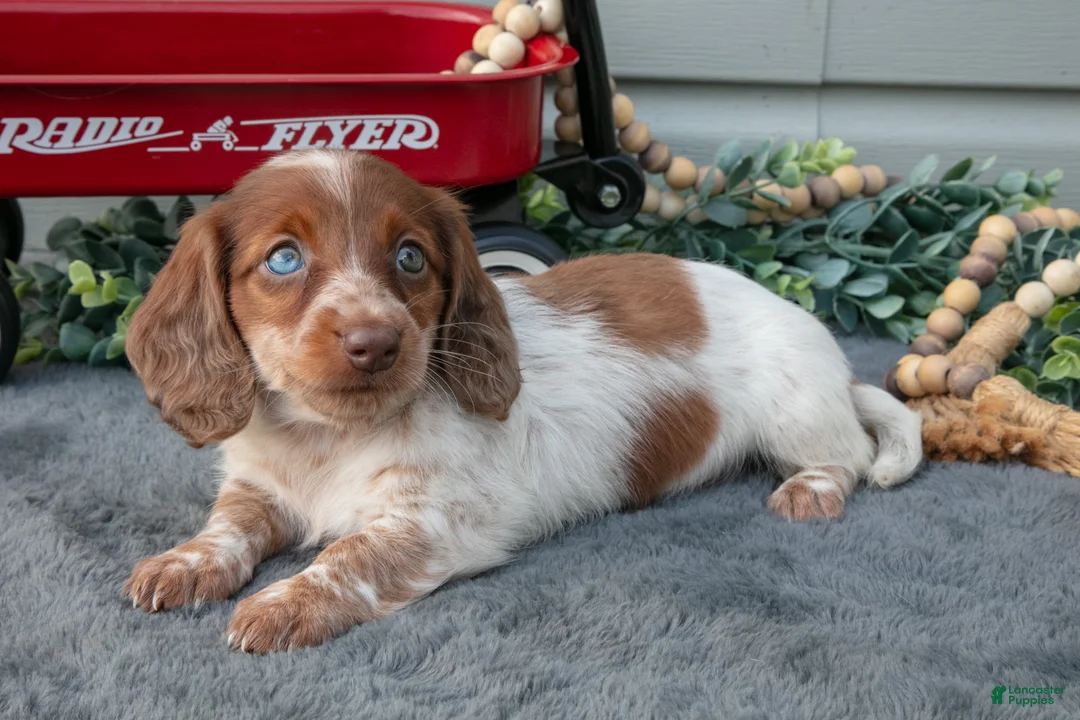 Miniature Dachshund dogs for sale: Madison - Ad 3