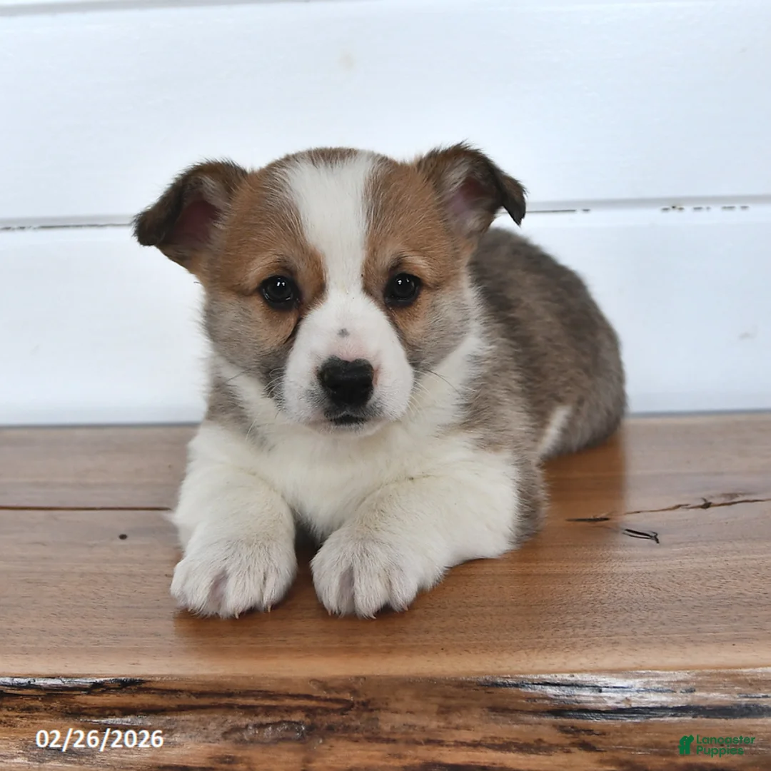 Welsh Corgi Pembroke dogs for sale: Toffee - Ad 4