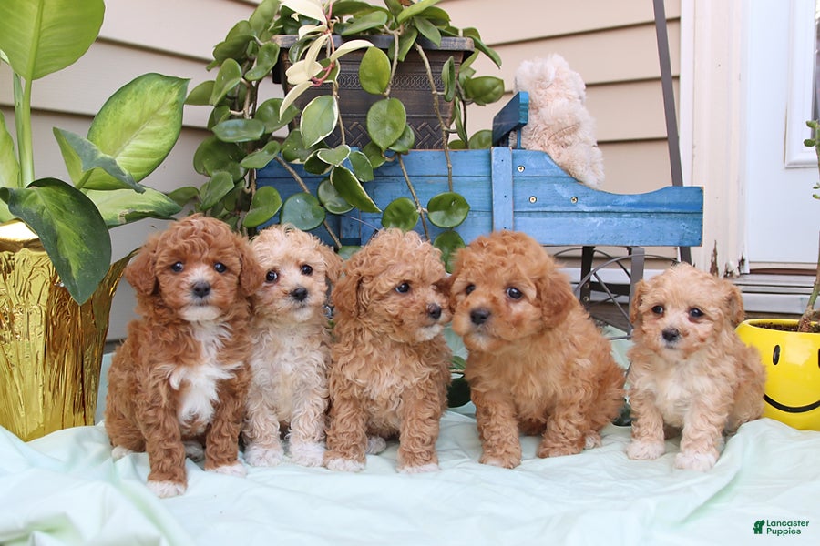 Toy Poodle dogs Peanut  - Ad 2