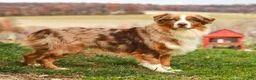 Australian Shepherd dogs for sale: Woody - Ad 9