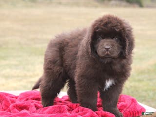 Newfoundland dogs Paisley - Ad 2