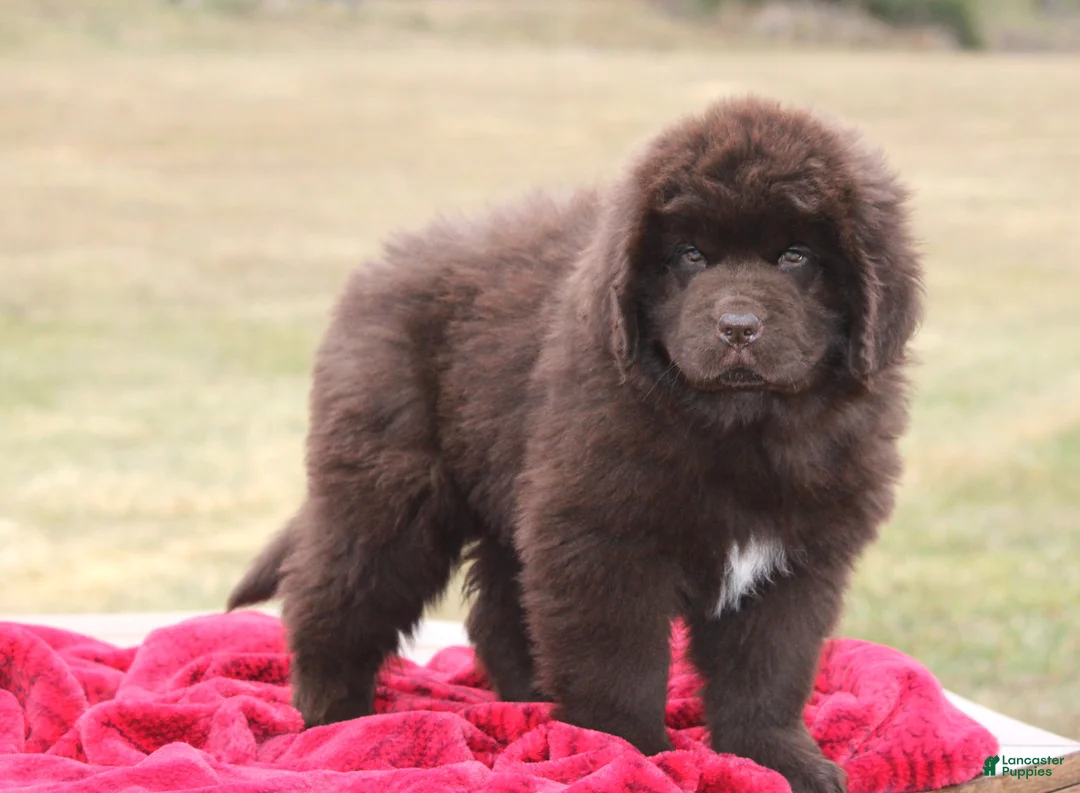 Newfoundland dogs for sale: Paisley-pending - Ad 6