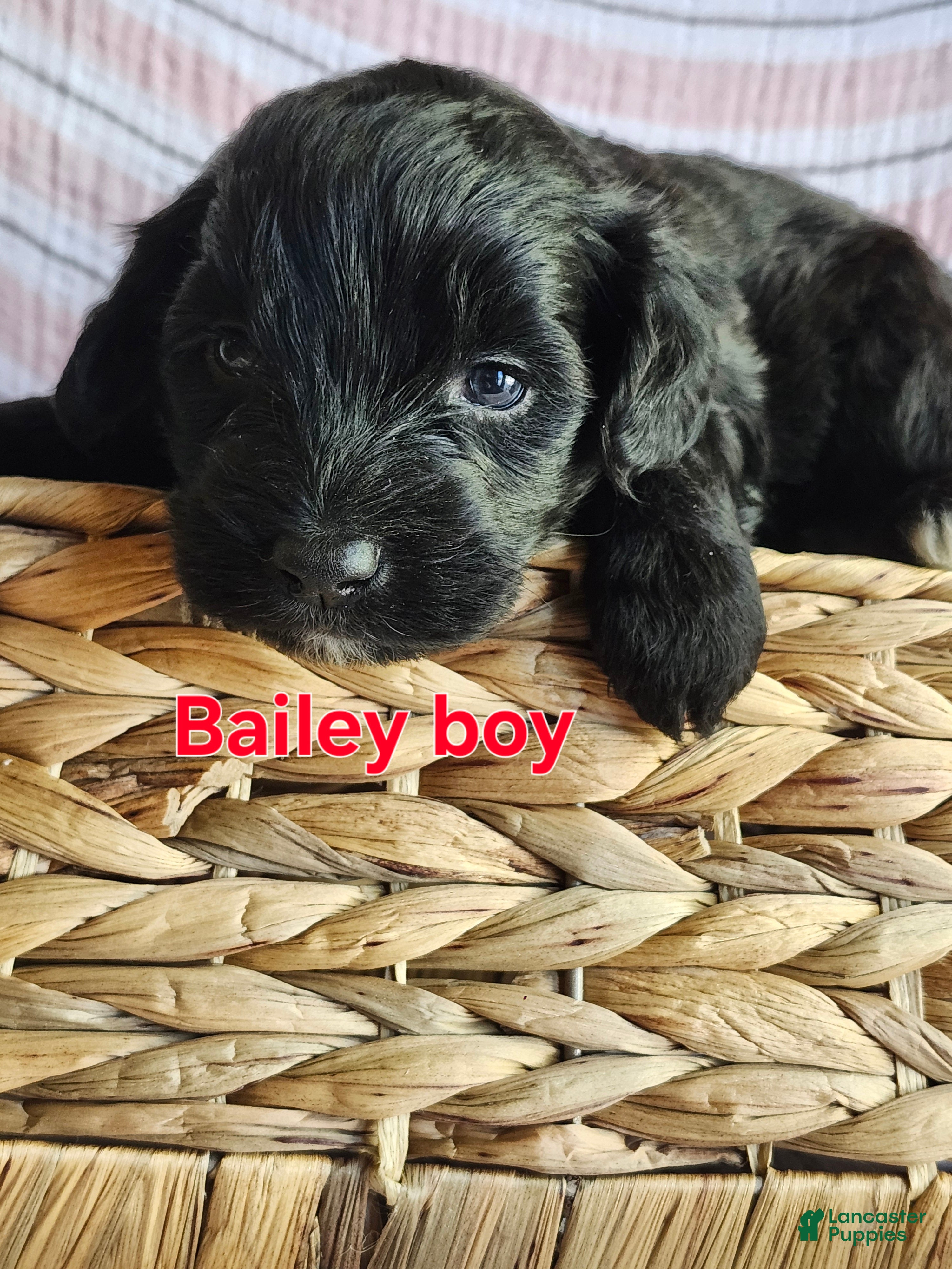 Portuguese Water Dog dogs Bailey - Ad 17