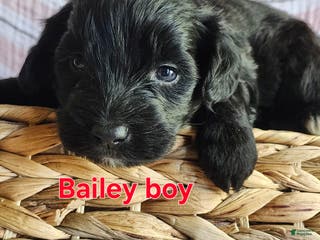 Portuguese Water Dog dogs Bailey - Ad 35