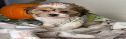 Maltipoo dogs for sale: Clover - Ad 4