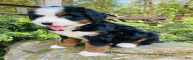 Peach Bellini - ultra Bernedoodle 