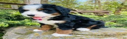 Bernedoodle dogs for sale: Peach Bellini - ultra Bernedoodle  - Ad 1