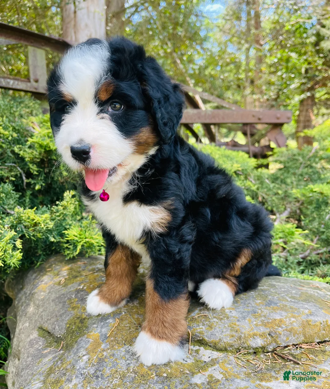Bernedoodle dogs for sale: Peach Bellini - ultra Bernedoodle  - Ad 1