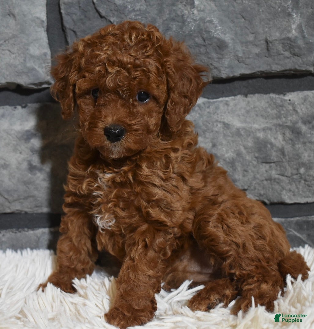 Toy Poodle dogs Cinnamon  - Ad 39
