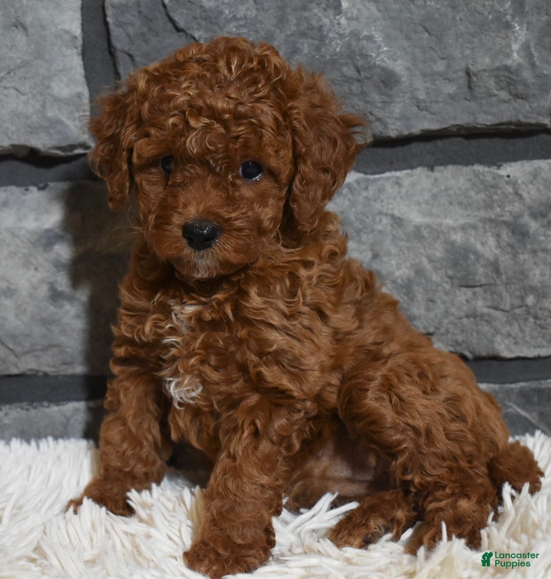 Toy Poodle dogs for sale: Cinnamon  - Ad 1