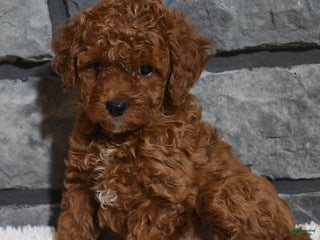 Toy Poodle dogs Cinnamon - Ad 11