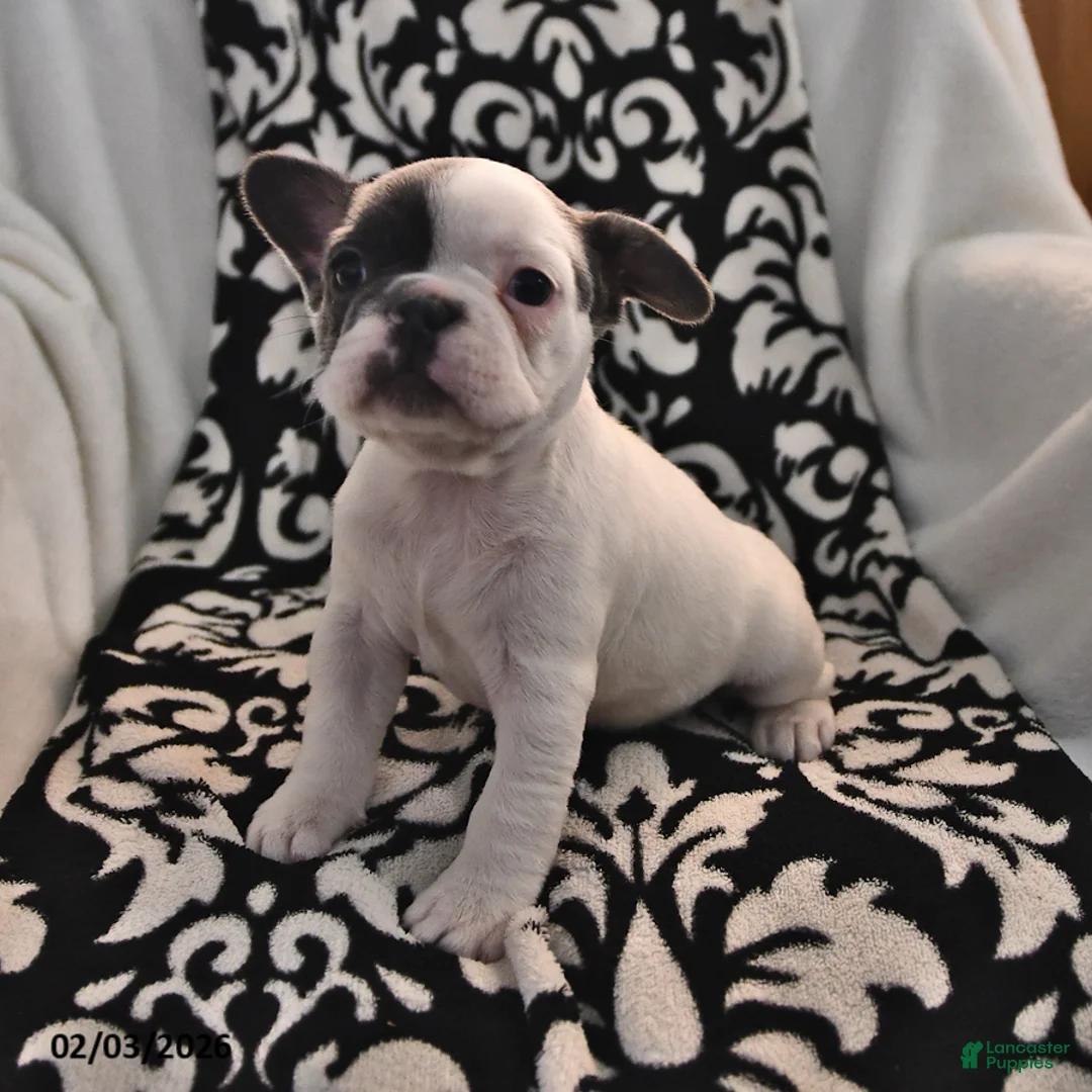 French Bulldog dogs for sale: Flora   - Ad 2