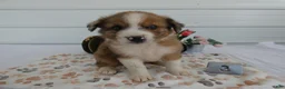 Mixed Breed dogs for sale: Mixed Breed 3 Reese - Ad 3