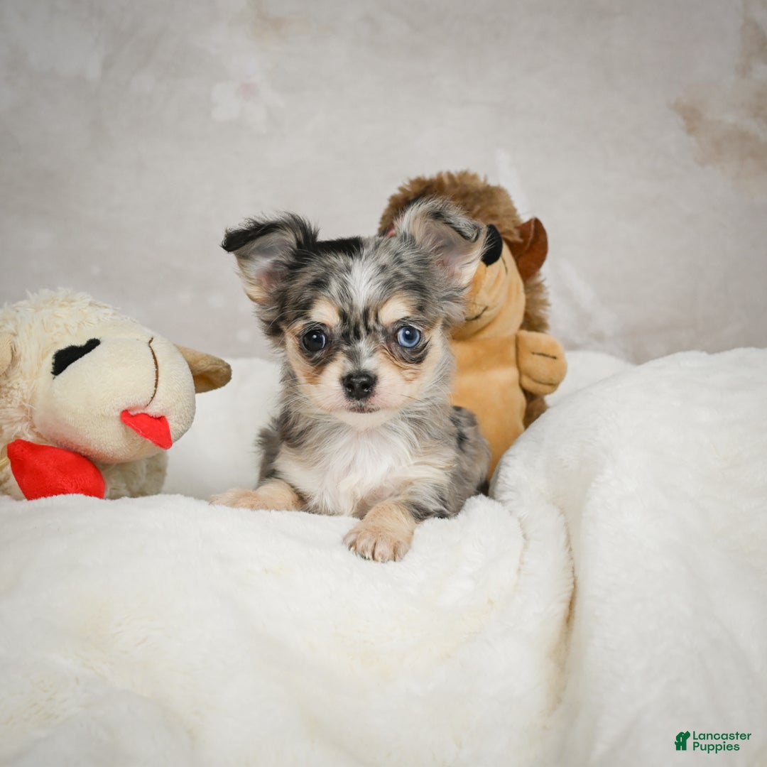 Chihuahua dogs for sale: Bella - Ad 7