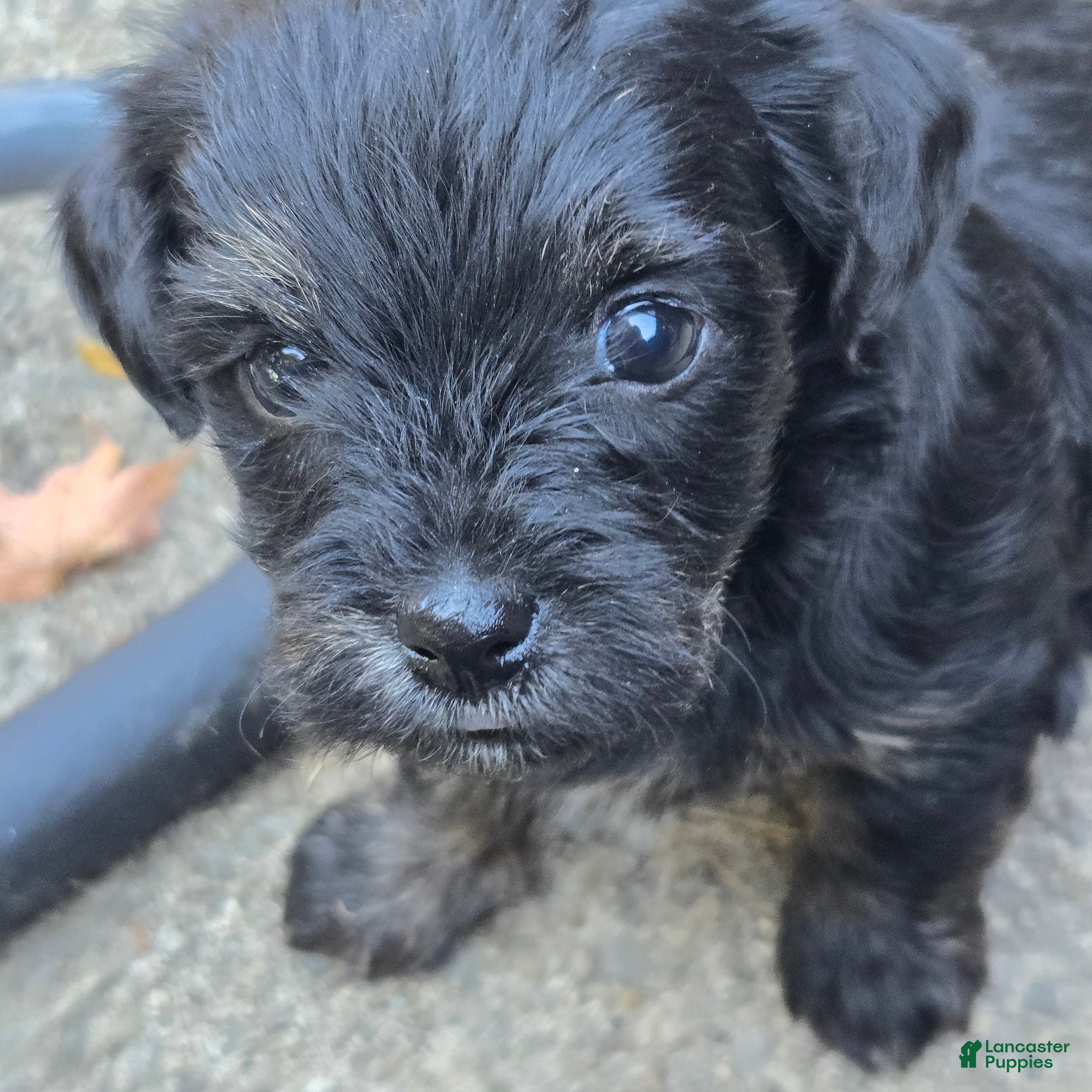 Morkie dogs for sale: Blackie/Gizmo - Ad 1