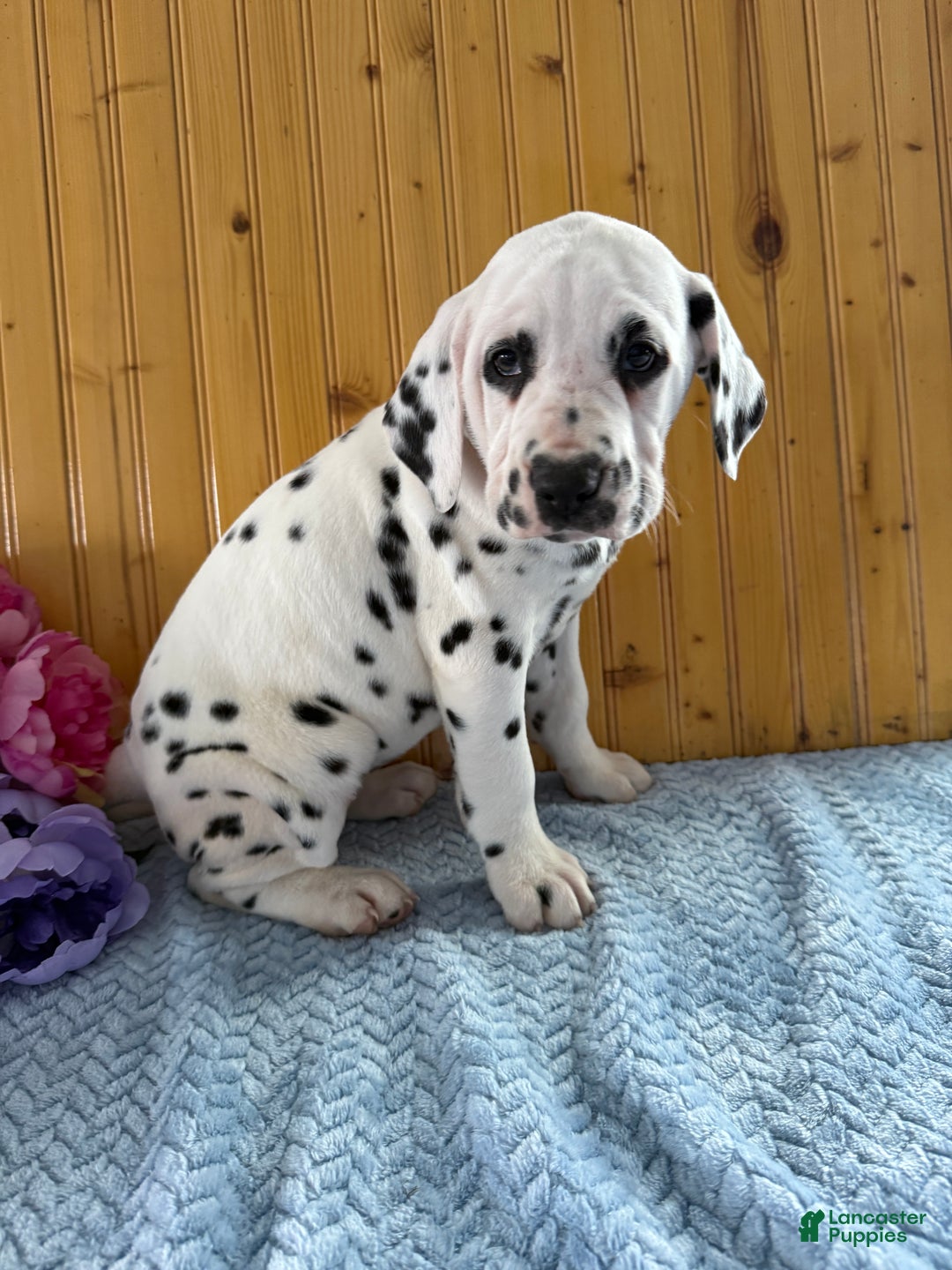 Dalmatian dogs for sale: Trinity - Ad 9