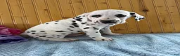 Dalmatian dogs for sale: Trinity - Ad 9