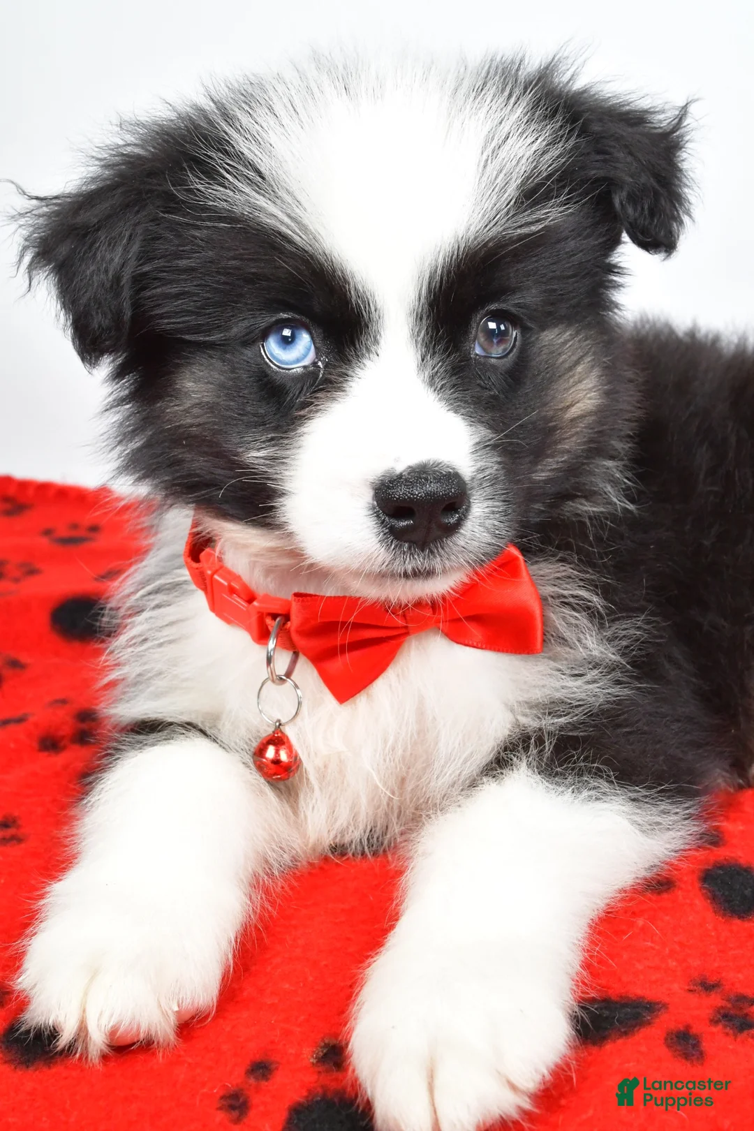 Miniature Australian Shepherd dogs for sale: Sheldon - Ad 2