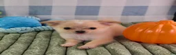 Chihuahua dogs for sale: Liam - Ad 6