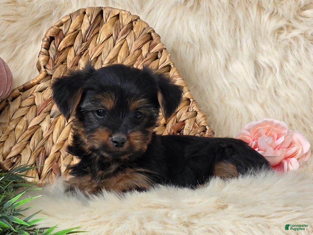 Yorkshire Terrier dogs for sale: Nutmeg  - Ad 6