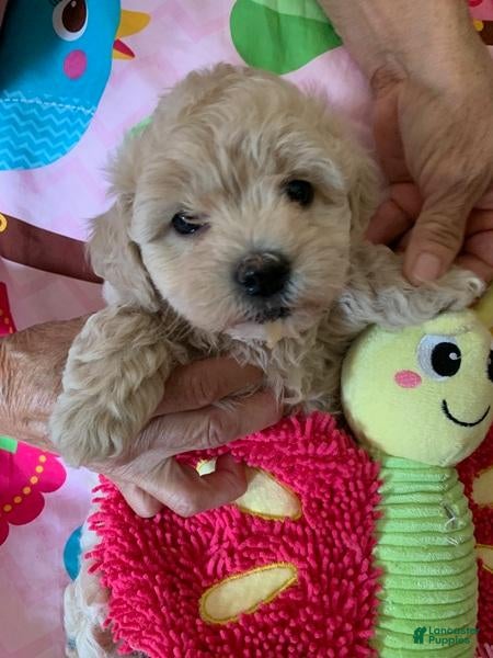 Cockapoo dogs for sale: Cockapoo 2 - Ad 34