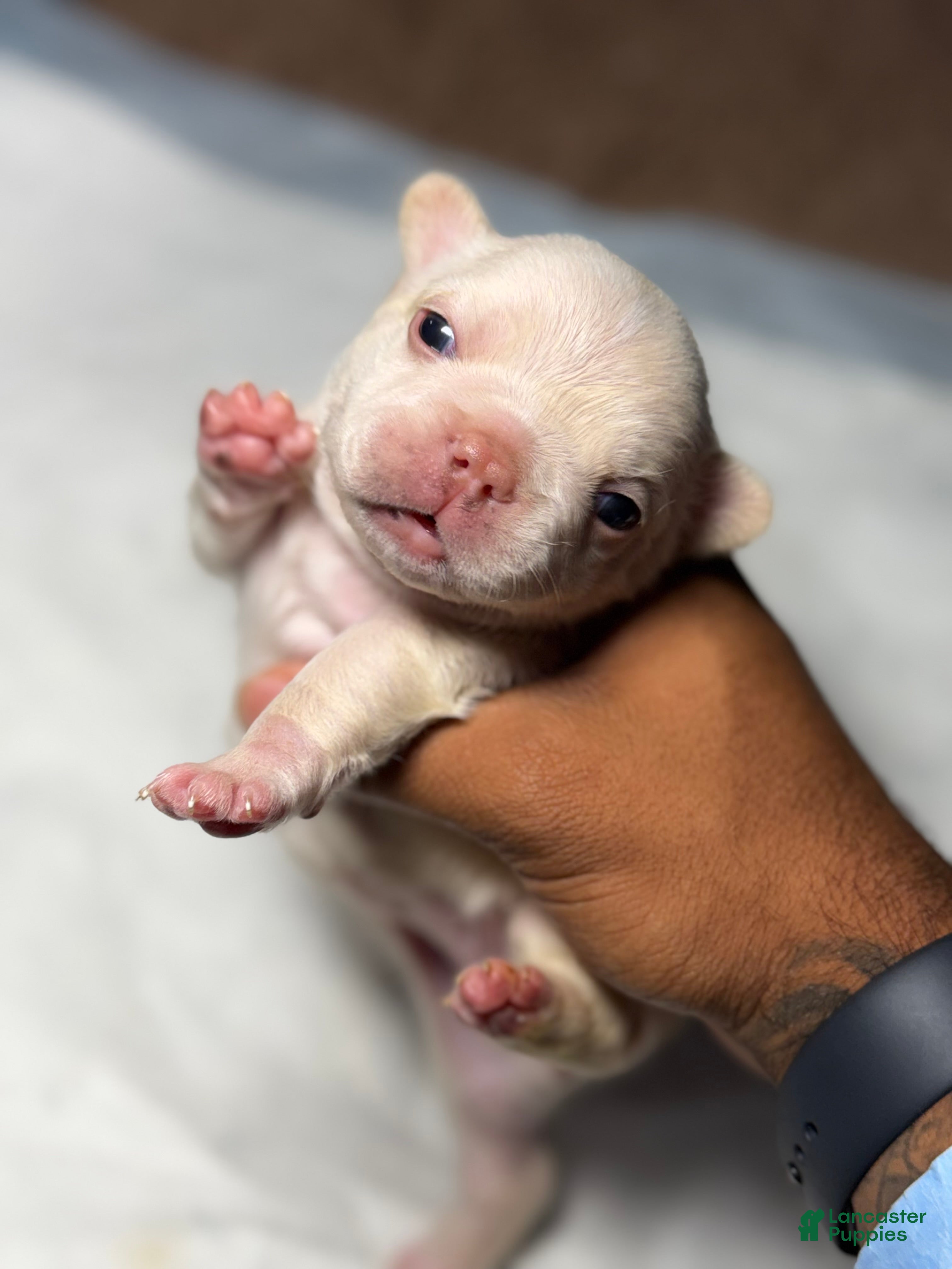 French Bulldog dogs Vanilla - Ad 1