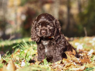Cocker Spaniel dogs - Ad 4