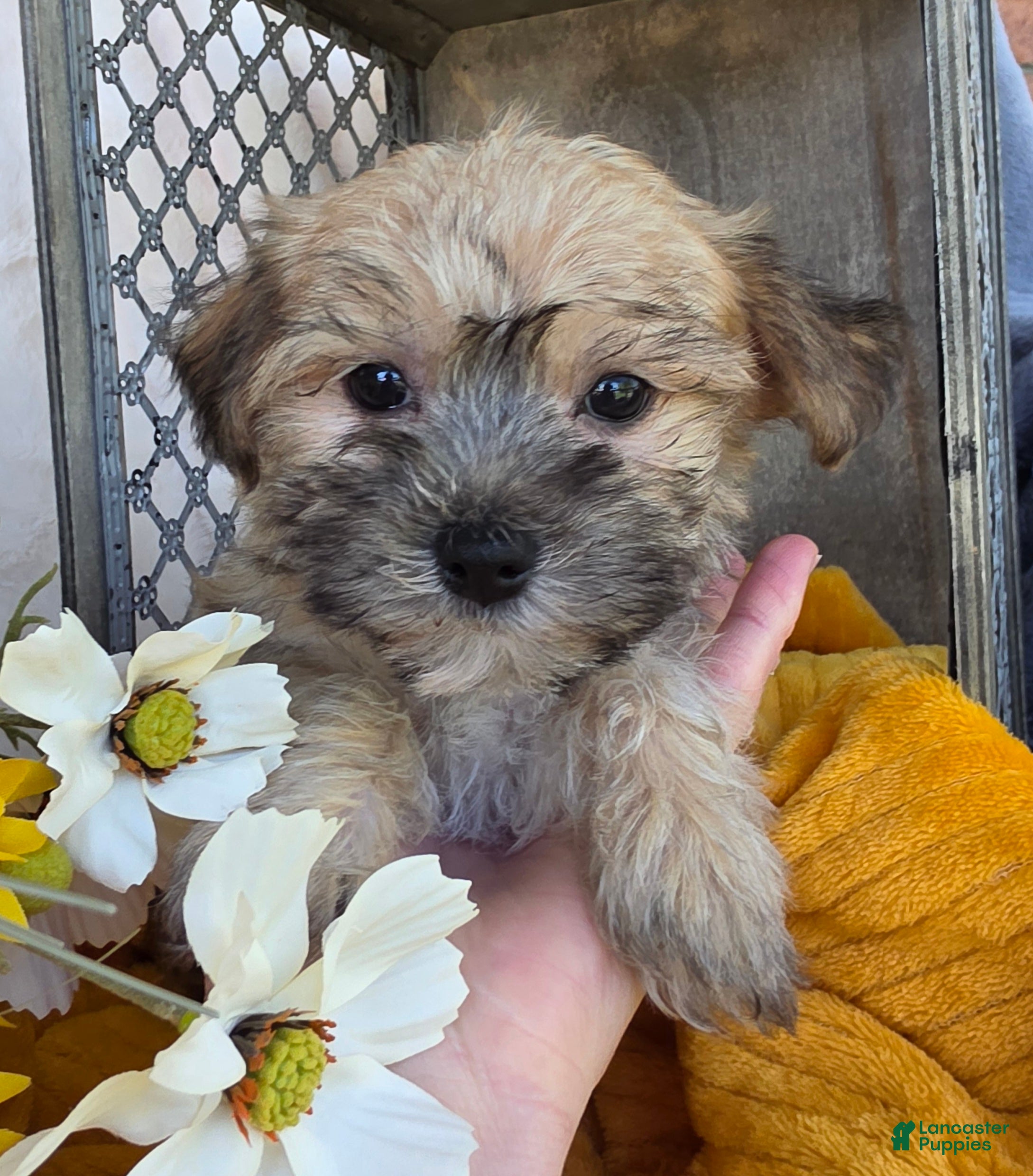 Morkie dogs Carli - Ad 1