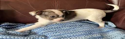 Chiweenie dogs for sale: Chiweenie 1 - Ad 3