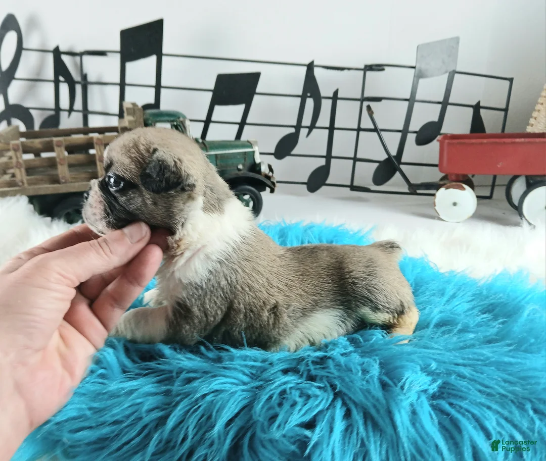 French Bulldog dogs for sale: French Bulldog Pups, NATIONWIDE DELIVERY  - Ad 2