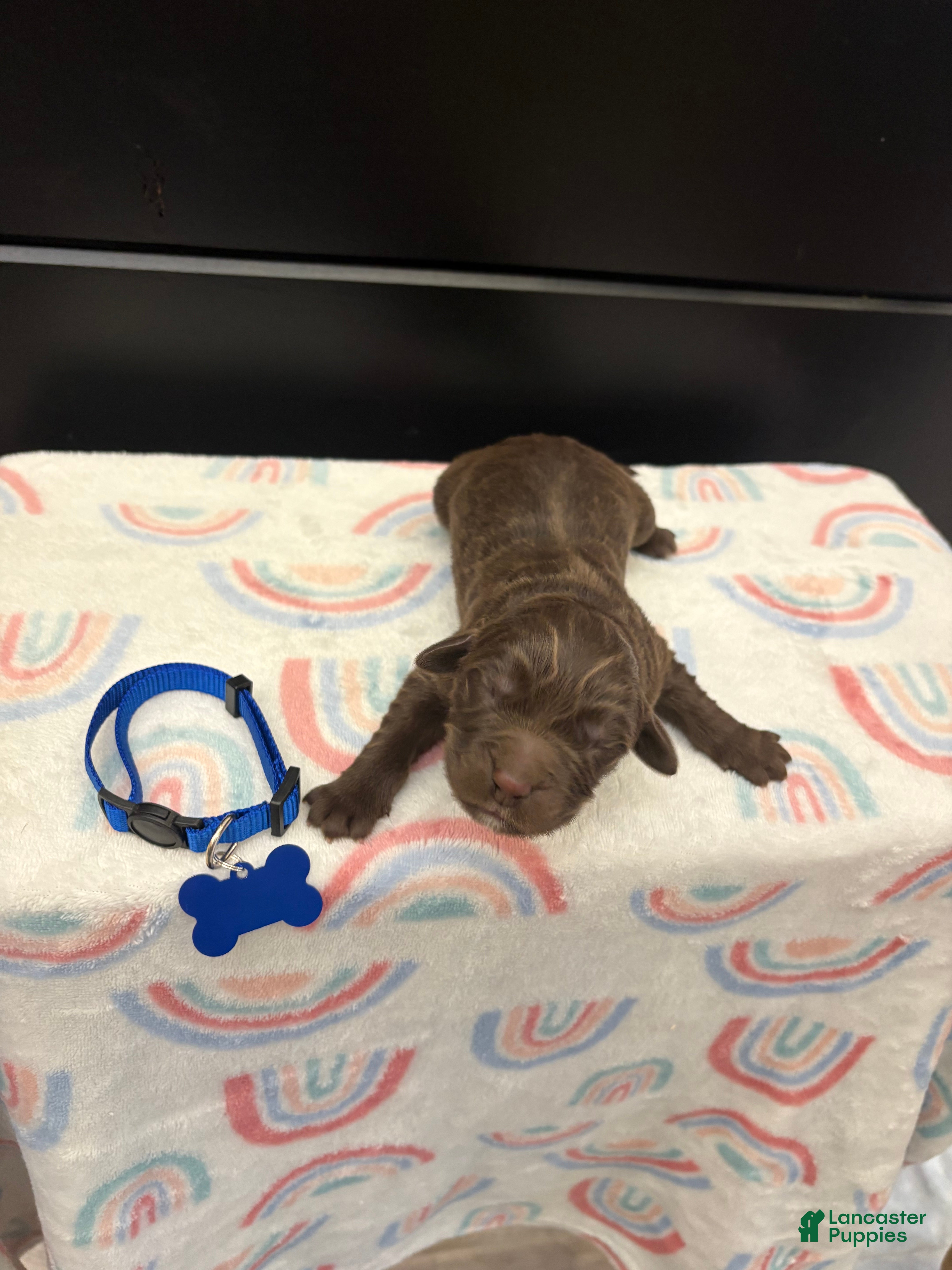 Newfoundland dogs Bear  - Ad 25