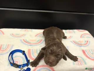 Newfoundland dogs Bear - Ad 25