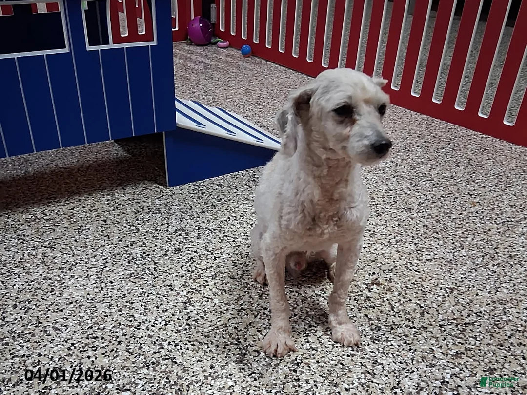 Cockapoo dogs for sale: Carla - Ad 8