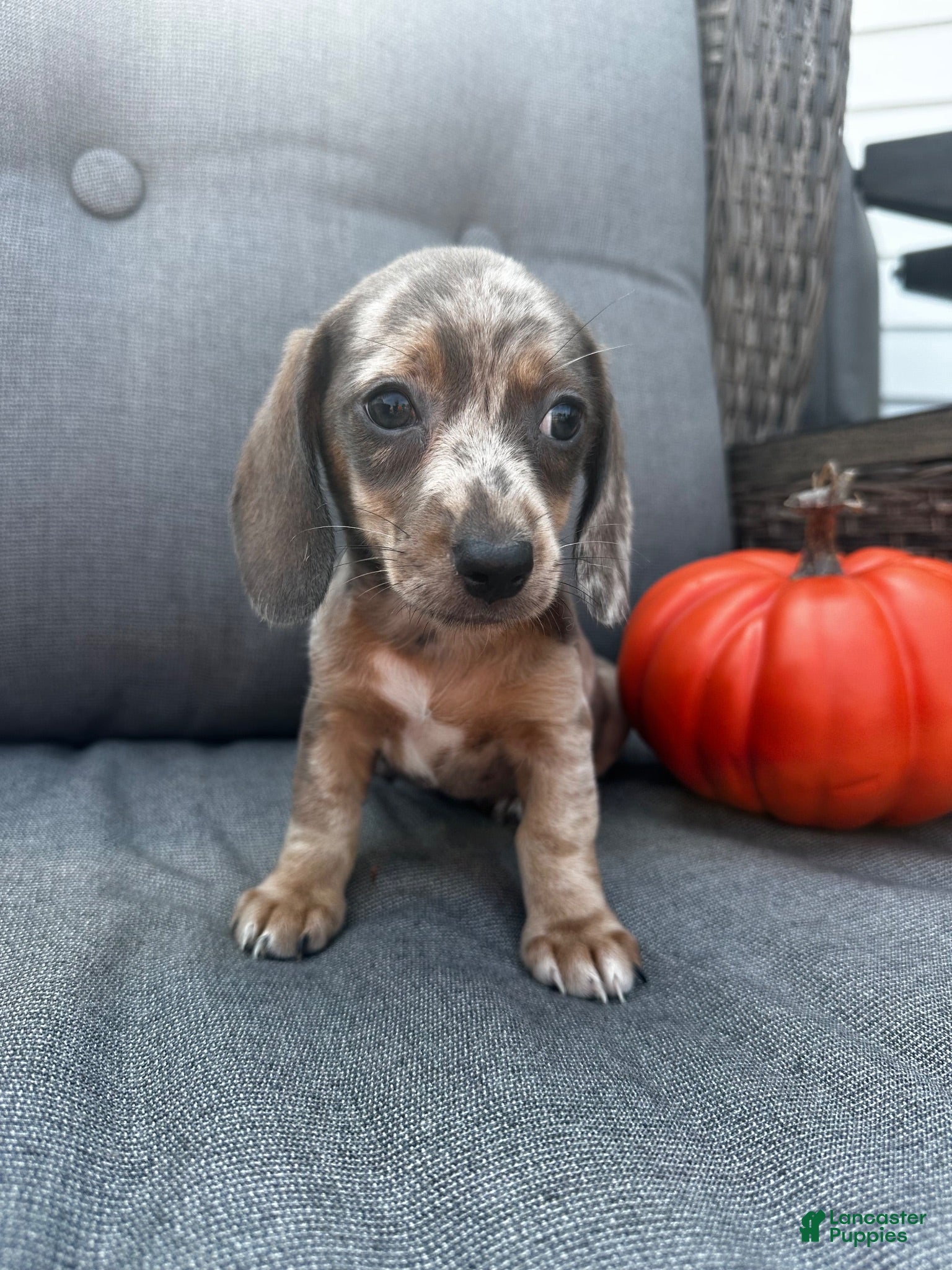 Miniature Dachshund dogs Winston  - Ad 1