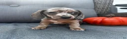 Miniature Dachshund dogs for sale: Winston  - Ad 1