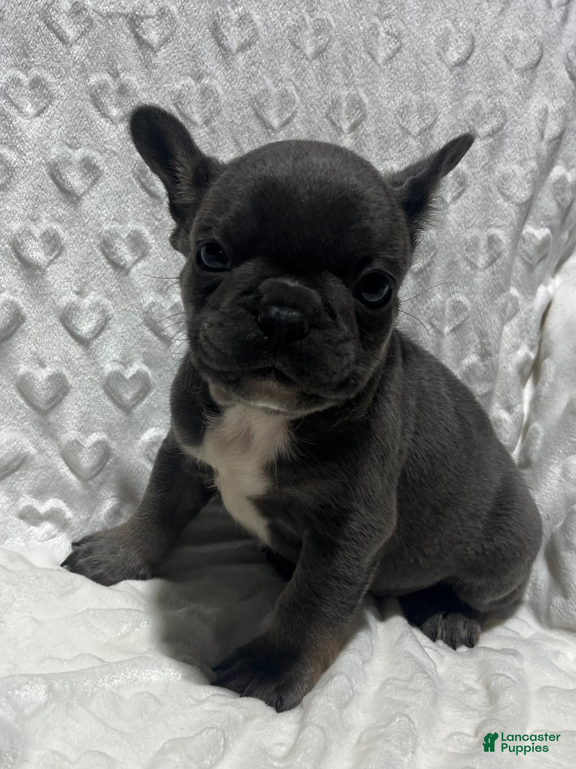 French Bulldog dogs for sale: French Bulldog Puppy 1 - Ad 4
