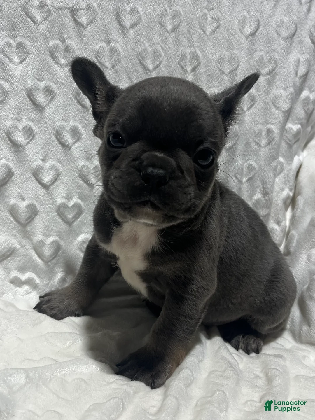 French Bulldog dogs for sale: French Bulldog Puppy 1 - Ad 1
