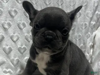 French Bulldog dogs for sale: French Bulldog Puppy 1 - Ad 4