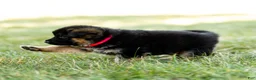 German Shepherd dogs for sale: Zola - Ad 6