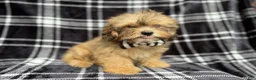 Shihpoo dogs for sale: Diego - Ad 4