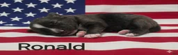 Australian Shepherd dogs for sale: Ronald - Ad 6