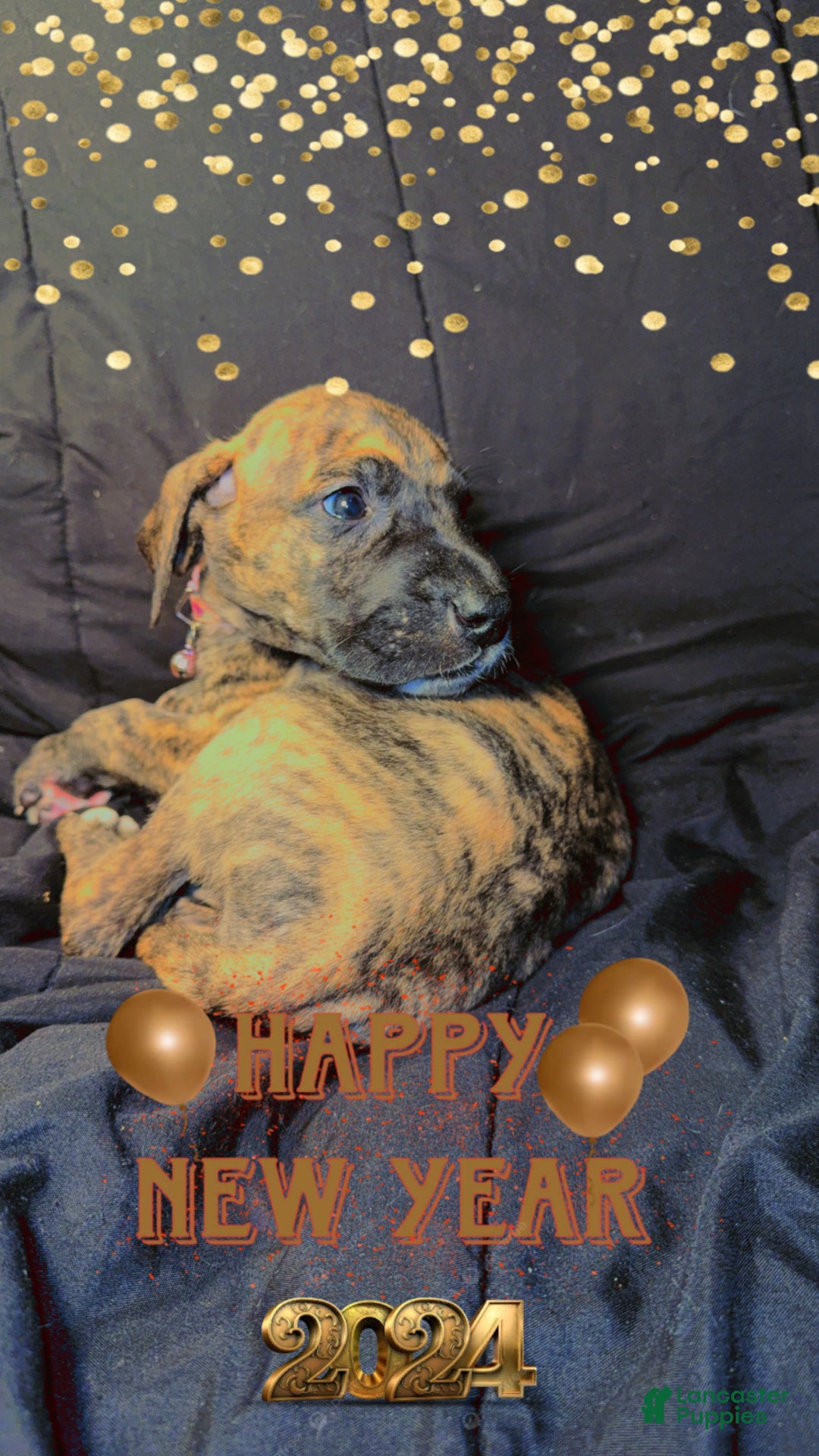 Great Dane dogs for sale: Erica - Ad 5