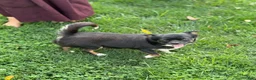 Chihuahua dogs for sale: Koda - Ad 17