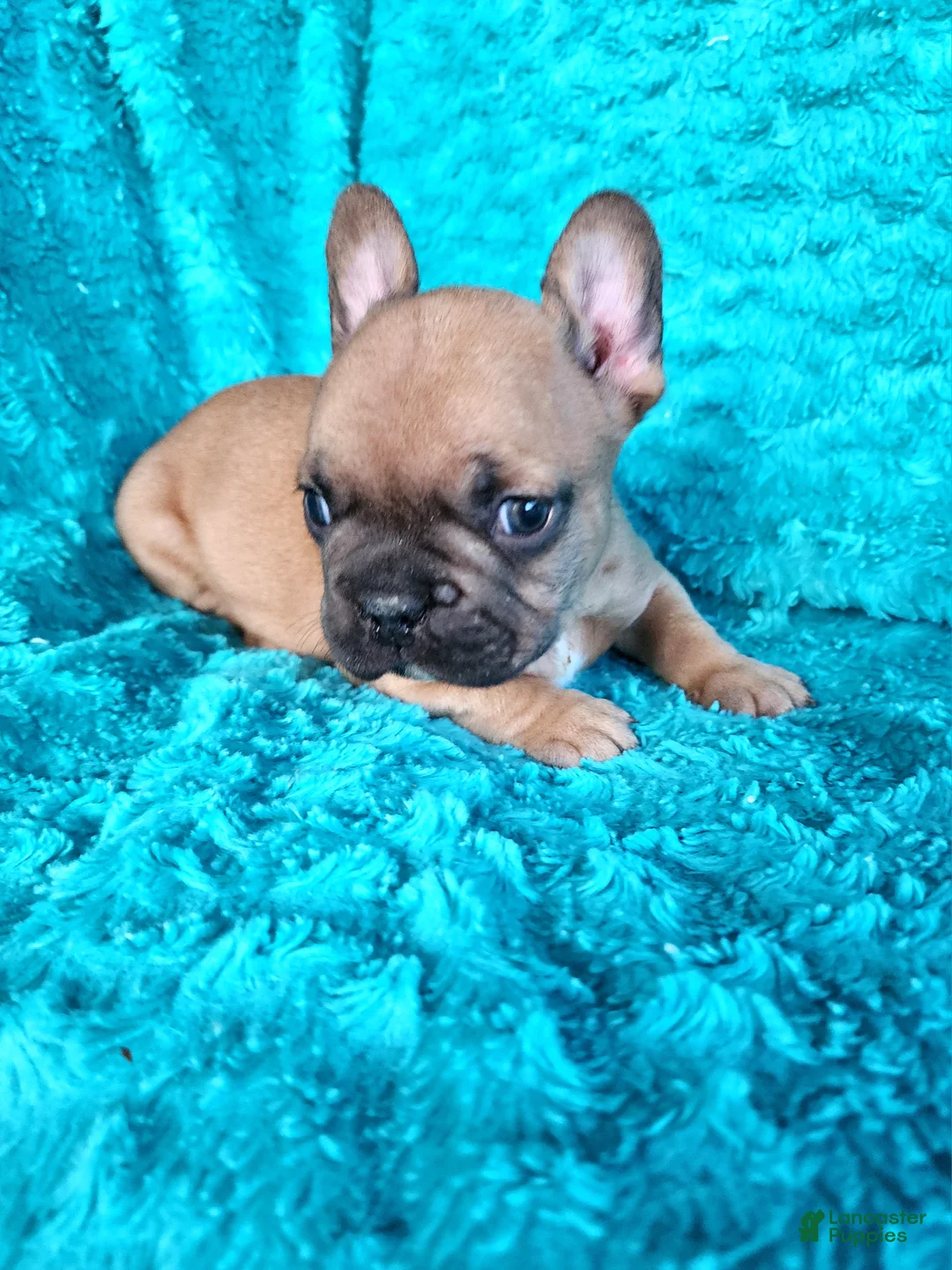 French Bulldog dogs for sale: Squirt  - Ad 2