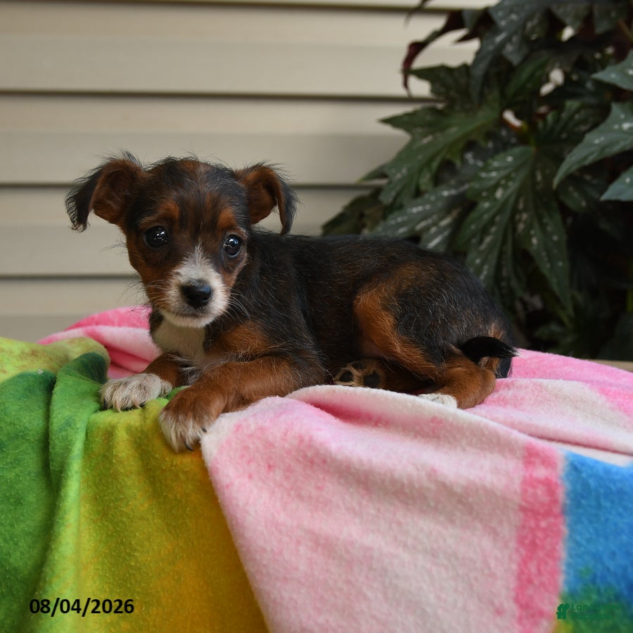 Mixed Breed dogs Isis - Ad 2