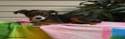 Mixed Breed dogs for sale: Isis - Ad 2