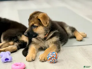 German Shepherd dogs Maddox - Ad 20