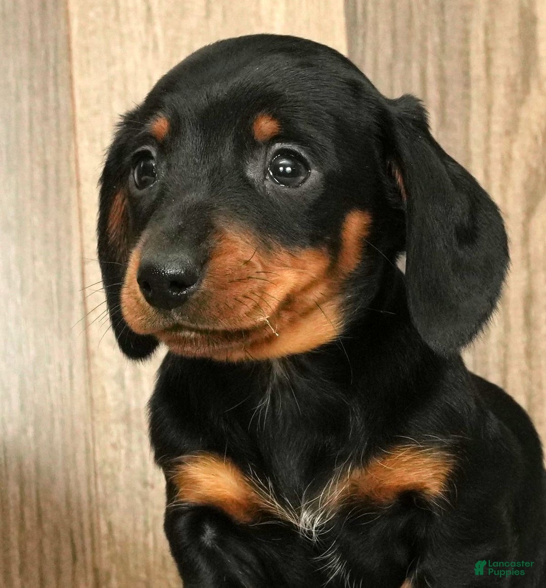 Miniature Dachshund dogs for sale: Chloe - Ad 9